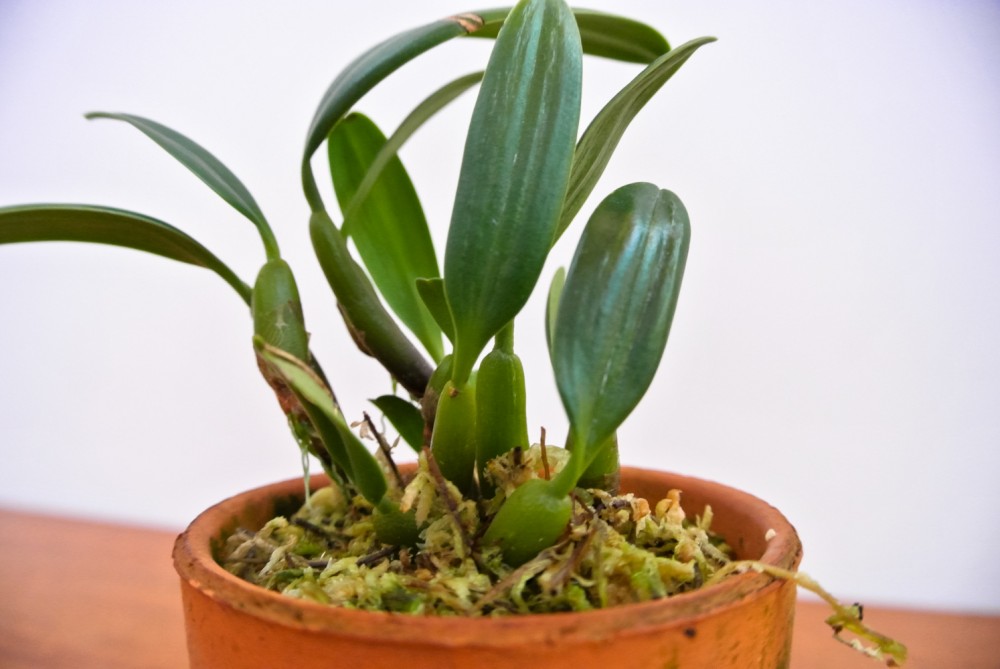 Bulbophyllum Ambrosia